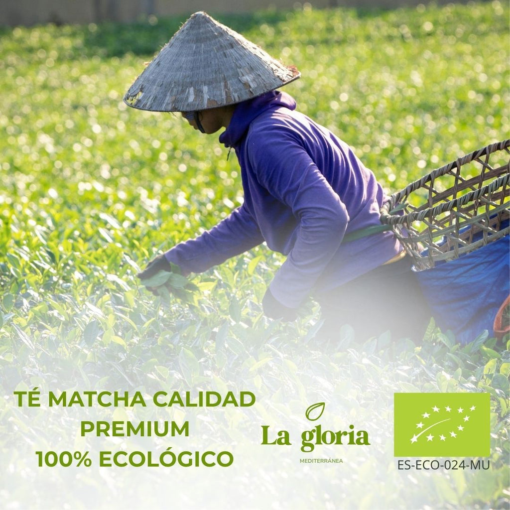Té matcha ecológico grado premium La Gloria Mediterránea